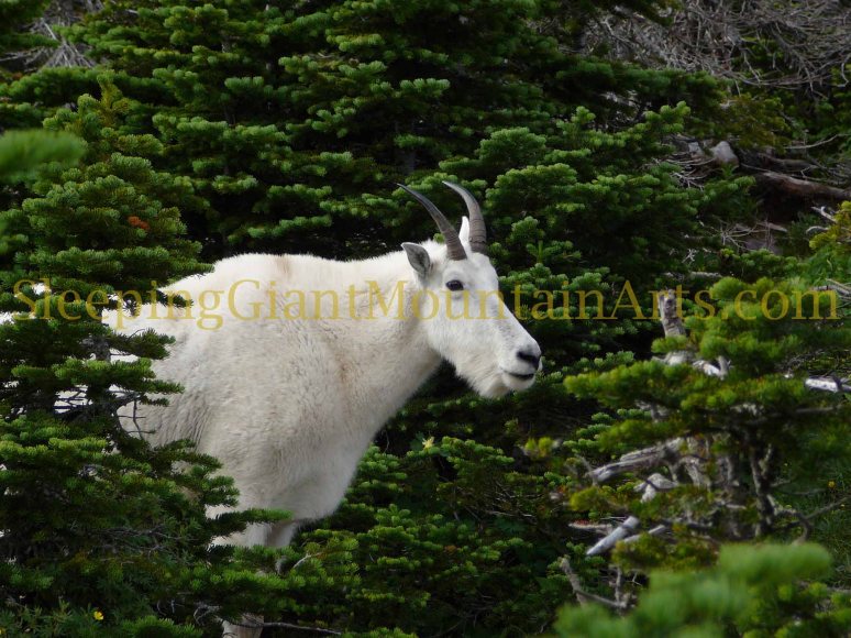 Great Northern Goat 2010 08 08 413